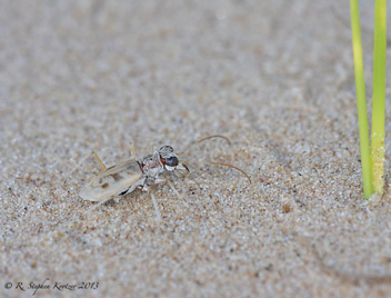 Ellipsoptera lepida